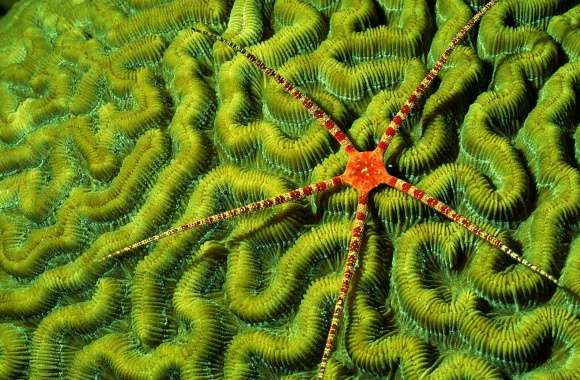 Brittlestar On Brain Coral