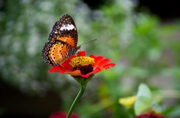 Butterfly  Thailand wallpapers hd quality