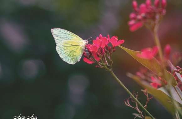 Butterfly and Flower