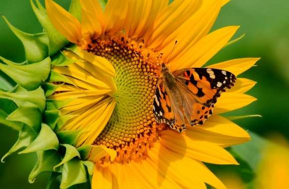 Butterfly on Sunflower