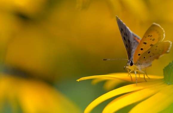Butterfly On Yellow Flower Macro wallpapers hd quality
