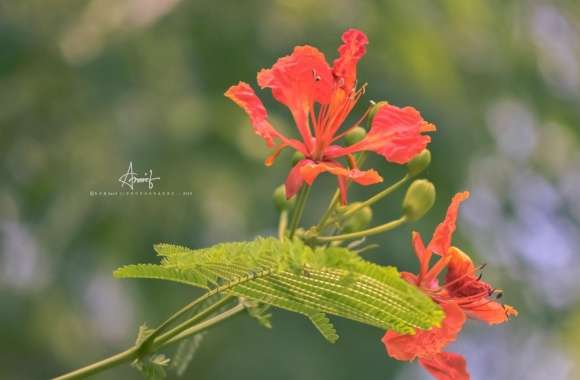 Caesalpinia Pulcherrima wallpapers hd quality