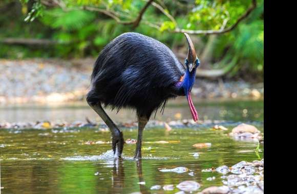 Cassowary wallpapers hd quality