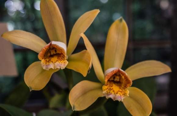 Cattleya Forbesii Orchids Flowers