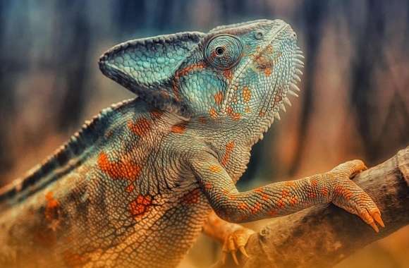 Chameleon Reptile Branch wallpapers hd quality
