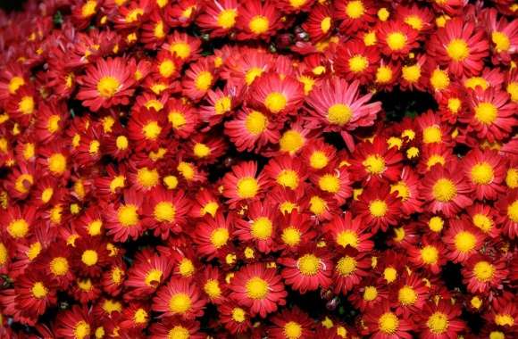 Chrysanthemums wallpapers hd quality