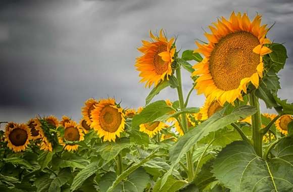 Colorado Sunflowers