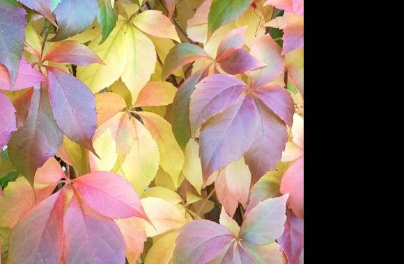 Colorful leaves wallpapers hd quality