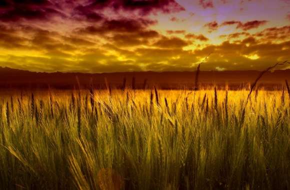Colorful Sunset Over Wheat Field
