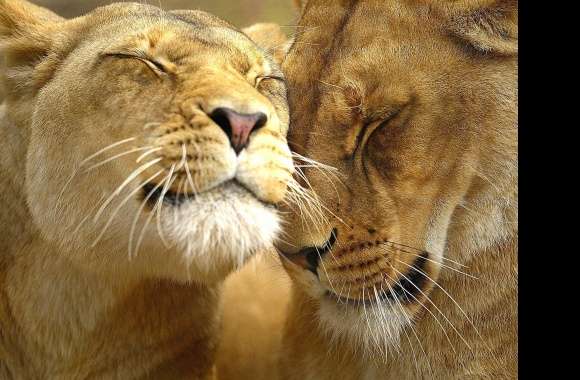 Couple lion lionesse