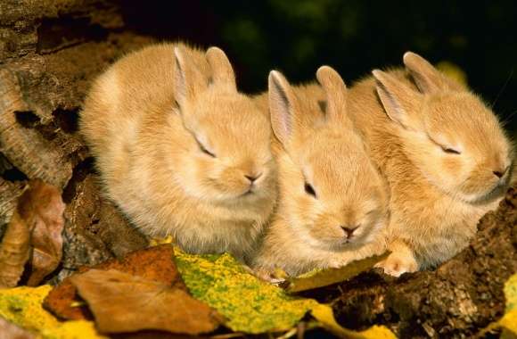 Cute Golden Rabbits wallpapers hd quality