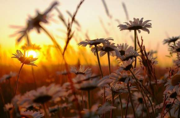 Daisies At Sunset