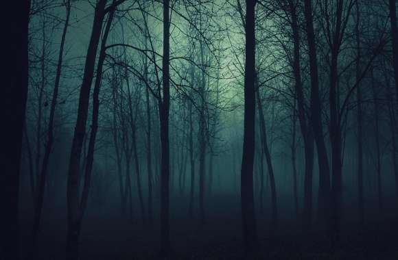 Dark Forest