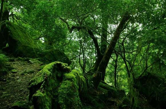 Dense Forest wallpapers hd quality