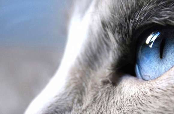 Detail cat blue eye