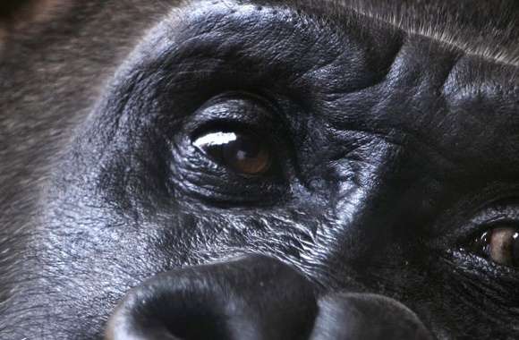Eyes of gorilla