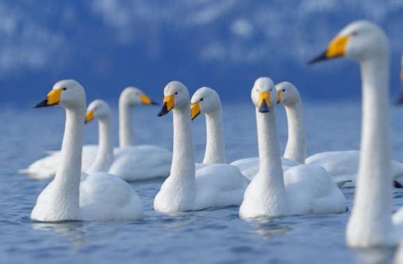 Flock Of Swans