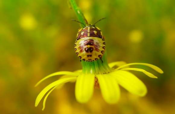 Flower Insect wallpapers hd quality