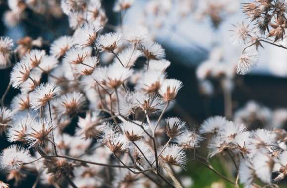 Fluffy Flowers