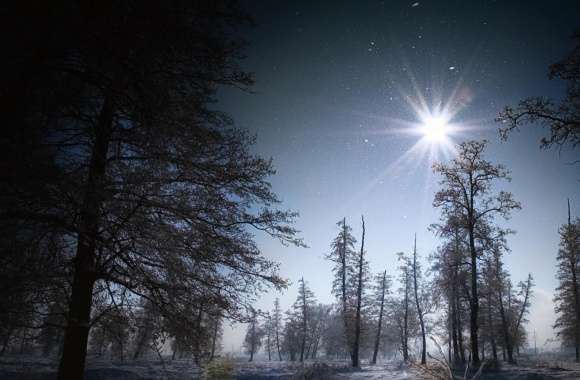 Forest In The Night