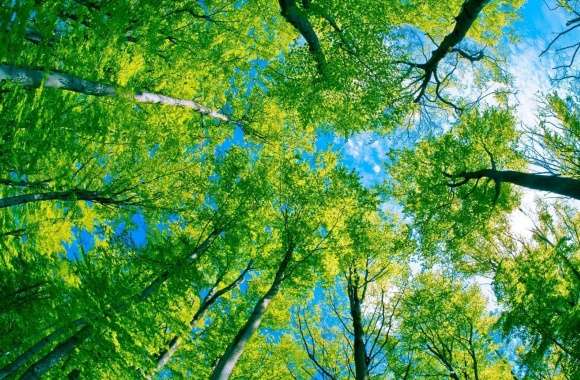 Forest Sky View wallpapers hd quality