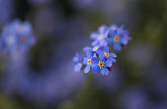 Forget-me-not Flowers Macro wallpapers hd quality
