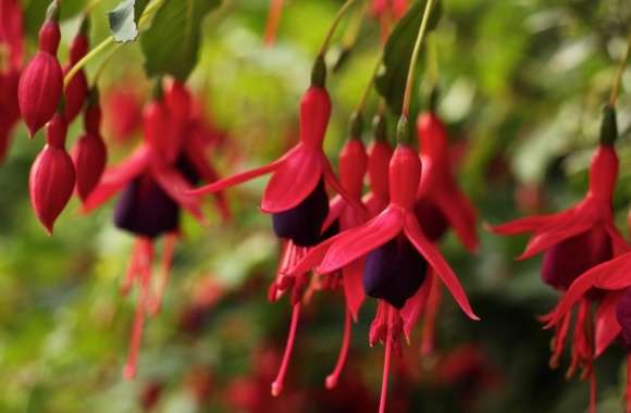 Fuchsia Flowers