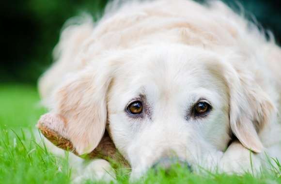 Gentle Puppy Eyes wallpapers hd quality