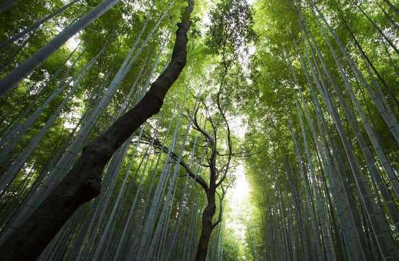 Giant Bamboos