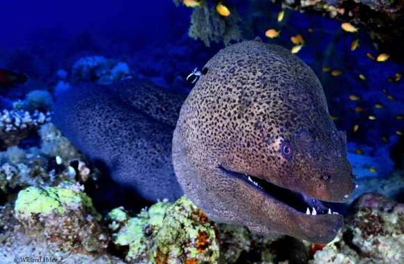 Giant Moray, Red Sea