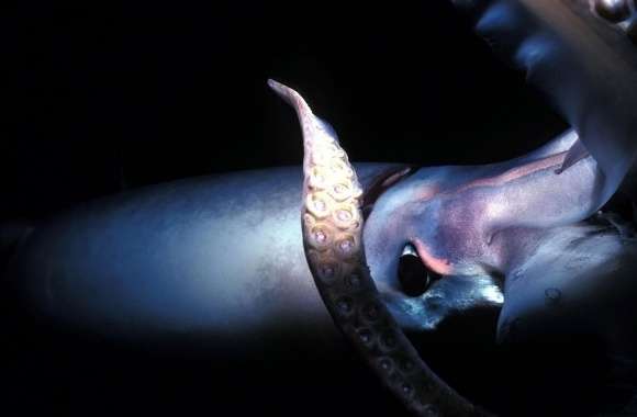 Giant Squid Deep Sea