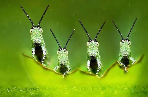 grasshoppers wonderful