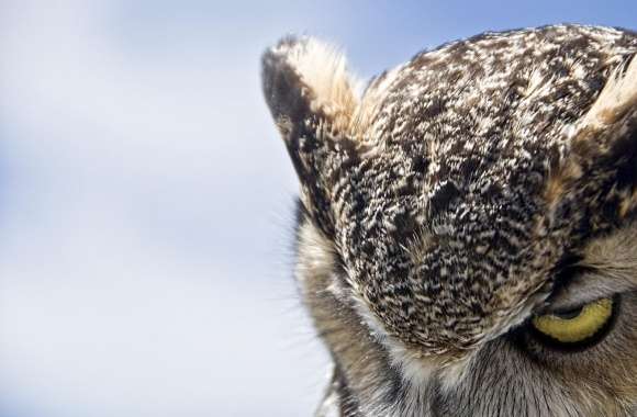 Great Horned Owl Sullen