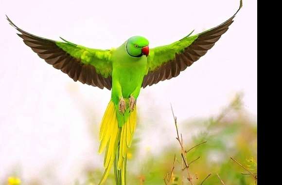 Green parrot flying wallpapers hd quality