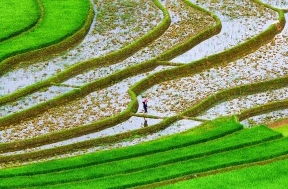 Green Rice Fields