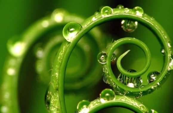 Green spiral leave water drops