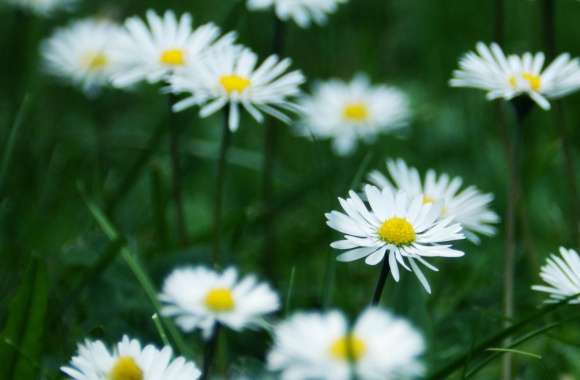 Happy Chamomile wallpapers hd quality