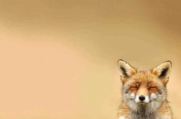 Happy fox wallpapers hd quality