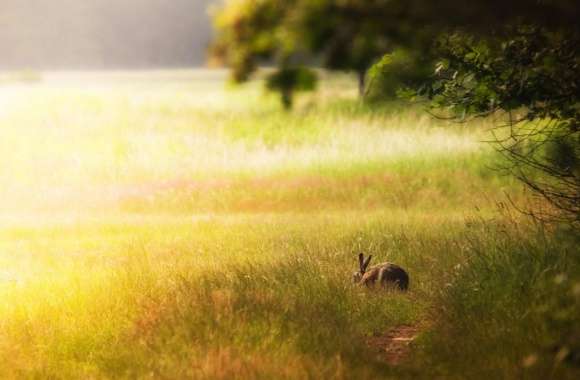 Hare Glade wallpapers hd quality