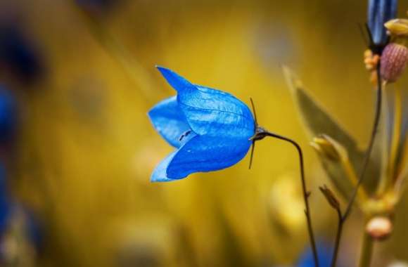 Harebell Flower wallpapers hd quality