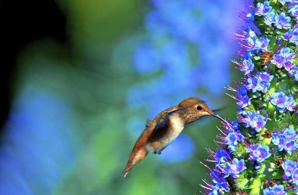 Hummingbird, Pride of Madeira Flower