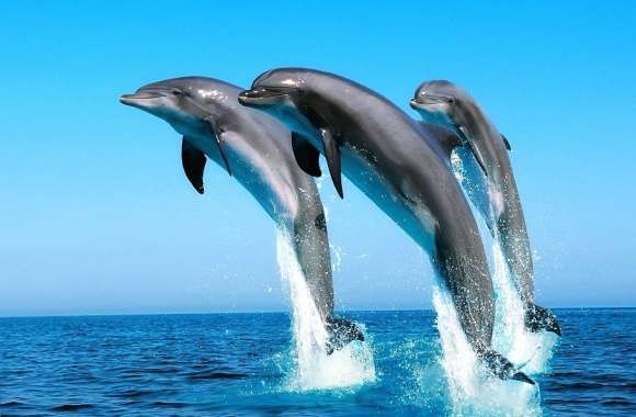 Jumping three dolphins wallpapers hd quality