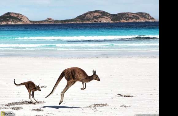 Kangaroo and son