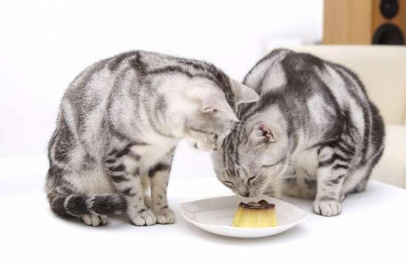 Kittens smelling the dessert wallpapers hd quality