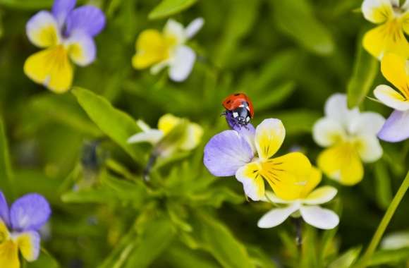 Ladybug On A Pansy