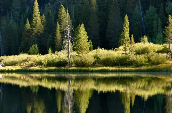 Lake Reflections