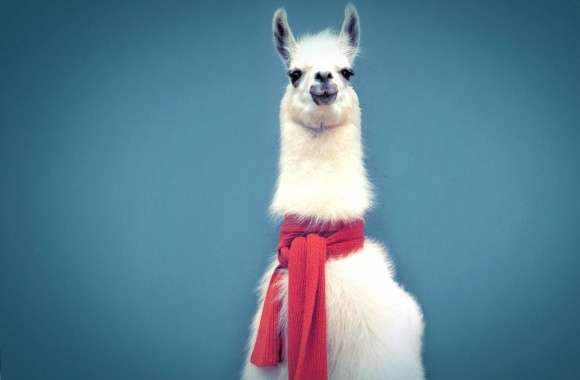 Lama with scarf