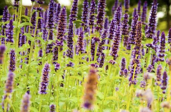 Lavender Flower Background