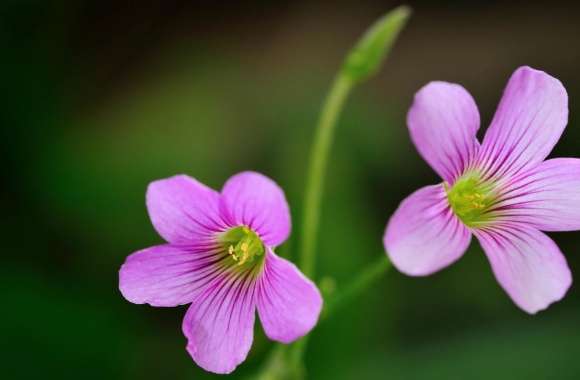 Lavender Sorrel Flowers Macro