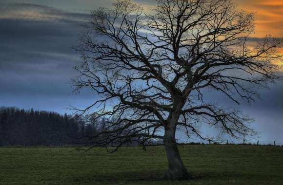 Leafless Tree, HDR